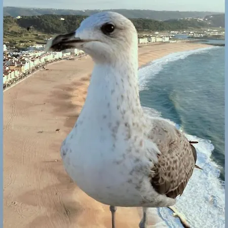 Apartamento Loftnazarewaves 2 Nazaré